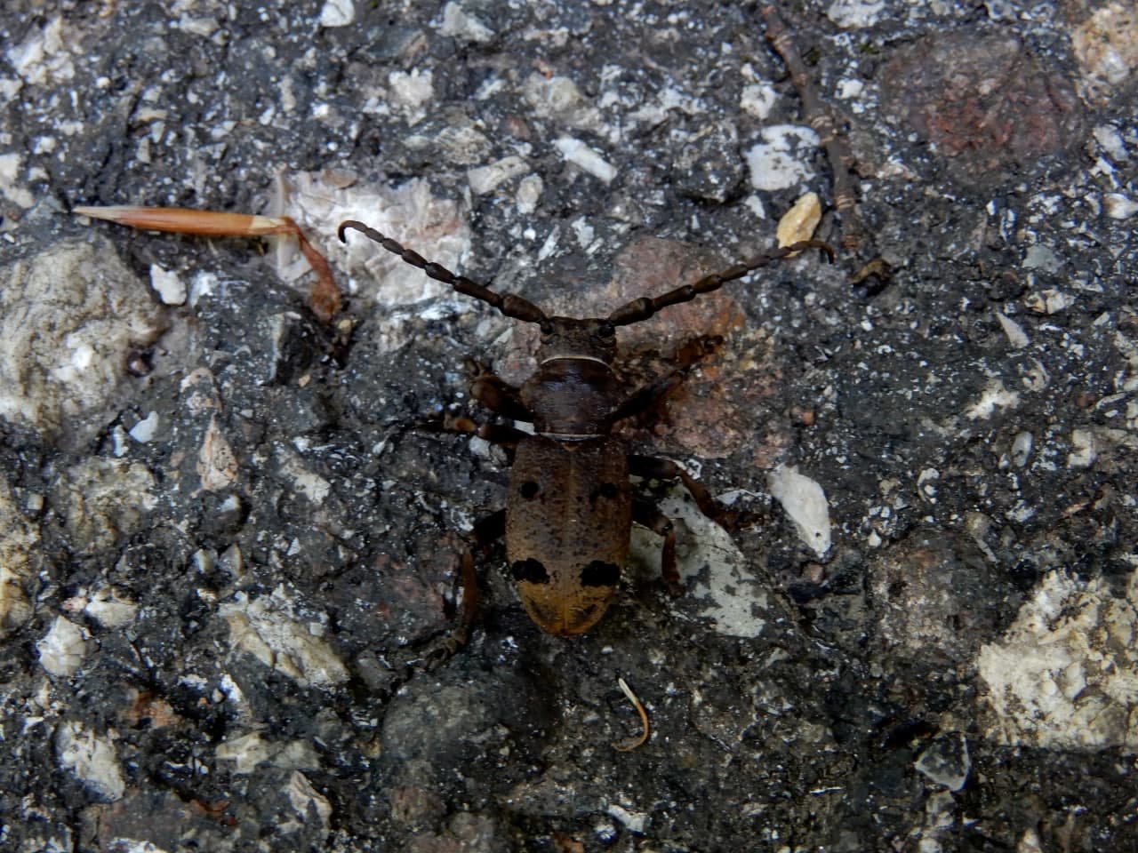 Cerambycidae: Herophila tristis?  S
